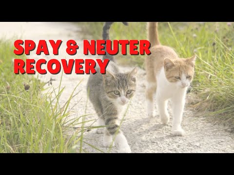 Spay & Neuter Recovery For Cats | Two Crazy Cat Ladies #cats #spayandneuter #cat