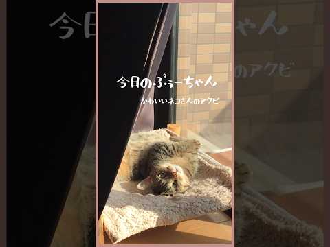 【暇でアクビする猫】寝床へ移動しますよ