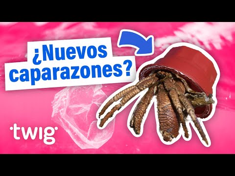 ¡Celebremos el Día de la Tierra, 2024! | Twig Science Reporter