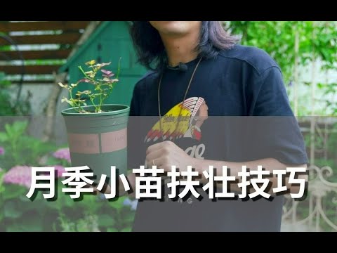 月季小苗扶壮技巧