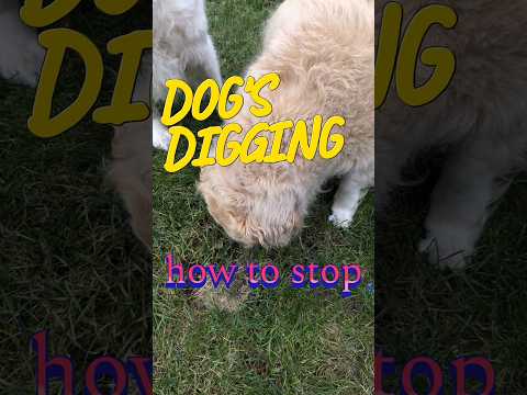 How to stop dogs digging in the backyard #dogs #doglife #shorts