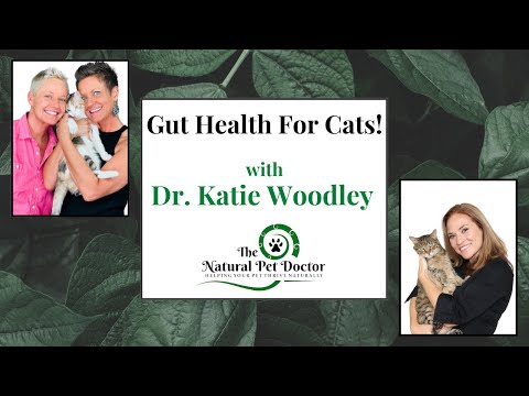 Interview With Dr. Katie On Feline Gut Health | Two Crazy Cat Ladies