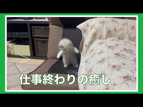 【ラグドール】リリーに癒される♪元気いっぱい😀飛び回る。