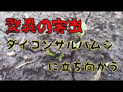 【ダイコンサルハムシ】脅威の害虫で自給生活の危機！？