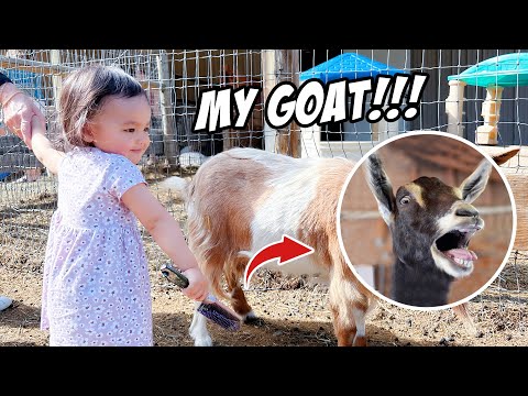 Mia's first goat friends! 米娅结交第一位山羊朋友，一起来刷刷毛