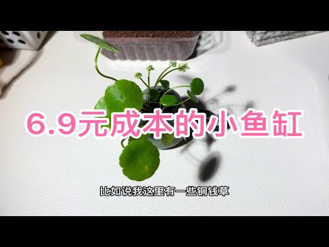 6.9元成本的小鱼缸，你觉得怎么样？