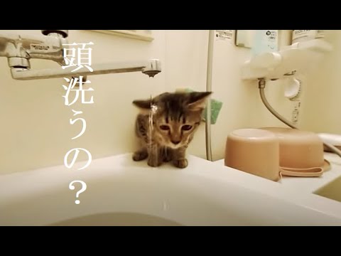 風呂が好きすぎる仔猫