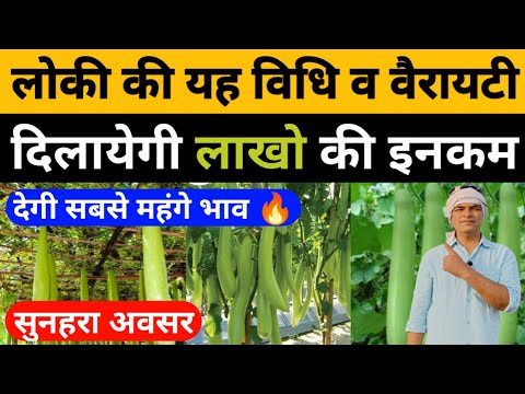 लोकी खेती की यह विधि व वेरायटी दिलायेगी लाखो की इनकम।Loki ki kheti kaise kare।Bottle gourd farming