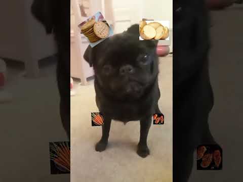 adorable pug plays would you rather food addition #wouldyourather #funwithpets