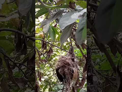 Bird's Nest 🕊️#viral #trendingshorts #ytshorts #nature#bird #birdsounds