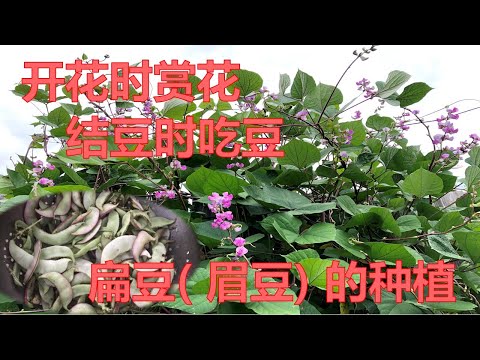 开花时赏花 结豆时吃豆 一举两得 扁豆( 眉豆) 的种植