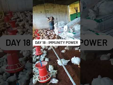 Immunity power#youtubeshorts #poultryfarming #birds #day18