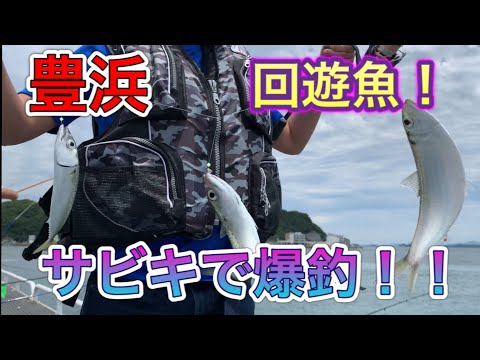 【愛知県南知多】豊浜海釣り公園　サビキ釣り回遊魚が爆釣！！