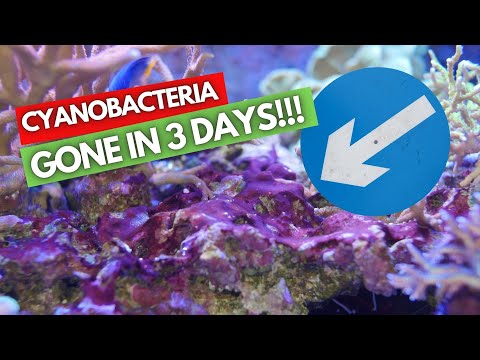 CYANOBACTERIA AND HOW TO GET RID OF IT IN 3 DAYS!