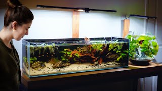 Setting up my small Freshwater Planted Aquariums