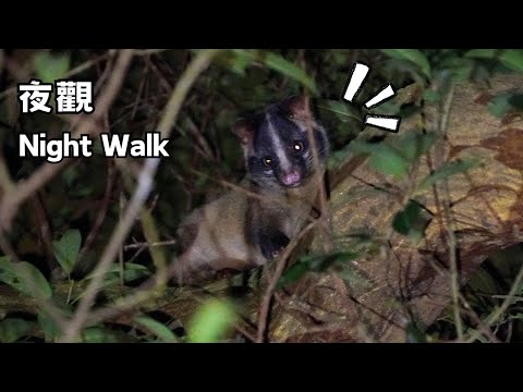 Night Walk | Spotted the Masked Palm Civet !!