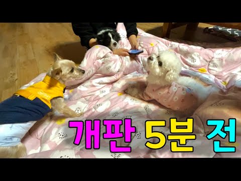 [vlog] 강아지 3마리가 모이면 생기는 일