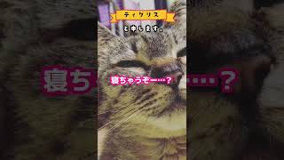 【 ねこの日2023 】キジトラねこ ティグリス