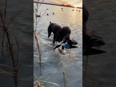 The best duck dog isn’t even a duck dog, it’s a German wirehaired pointer (GOOD BOY CYPRESS!)