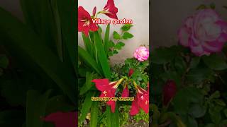 #garden #villagelife #gardening #villagegarden #trending #trendingshorts #youtubeshorts