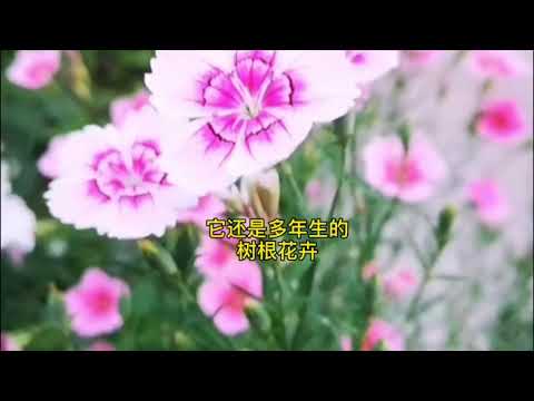 这种东西，随手一撒，能开成花海