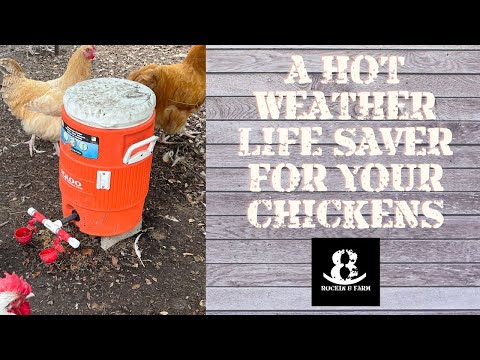 Life and Time Saving Chicken Waterer | Central Texas Homestead