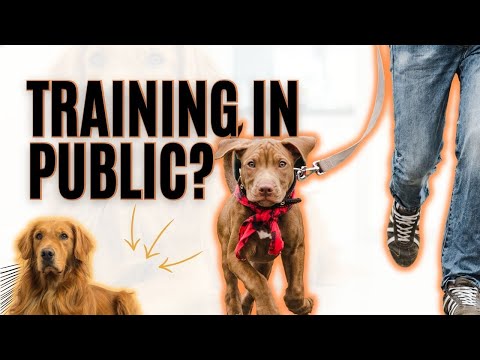 3 Tips On Training A Dog To Be Calm In Public