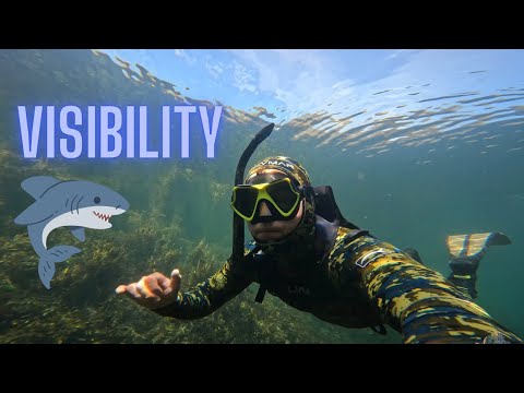 SHARKS OF BRITAIN -  Sea Visibility • Exploring a Seal Colony • UK Sharks series