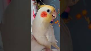 Adorable Cockatiel Jerry's Cute Peeeeekaboo and cookie cookie cookieeeee 🥰🦜😅 #cockatielscraze