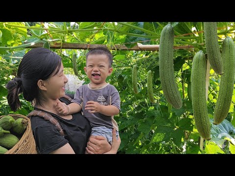 Harvesting Luffa - Ducks Harmed by Wild Animals || 17 year old single mother living in the forest