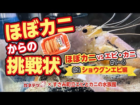 ほぼカニからの挑戦状　～＃２ショウグンエビ編～