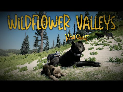 Pups, Hunts, and Coyote Decoys! | • WILDFLOWER VALLEYS • #18 • |