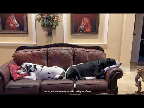 Funny Pillow Loving Great Dane Puppy Loves That Christmas Decorating Has Begun