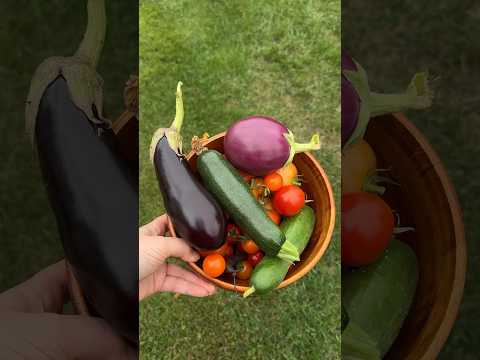 Quick harvest from container garden and Greenstalk #knowyourproduce #gardening