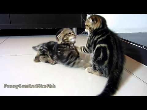 Cute Kittens Fight Club | Part 1