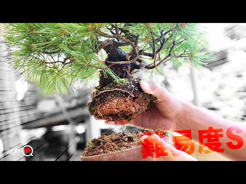 Layer the trunk of a five-leaf pine tree .[Bonsai Q]