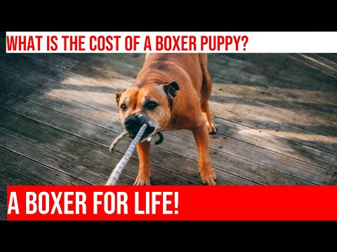 The Cost of Owning a Boxer Puppy: What You Need to Know