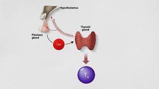 Thyroid Function Tests- what your results can mean