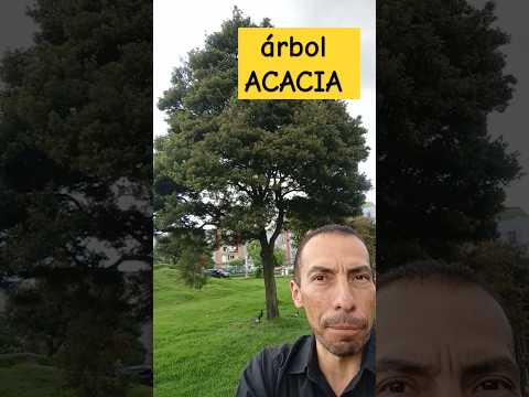 árbol 🌲 ACACIA