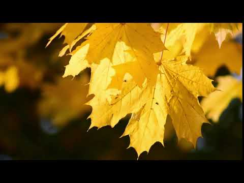 Autumn Leaves | Copyright Free Video Footage