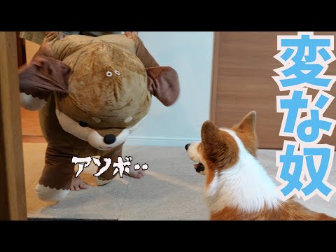 新入りを容赦なくしばくコーギー犬