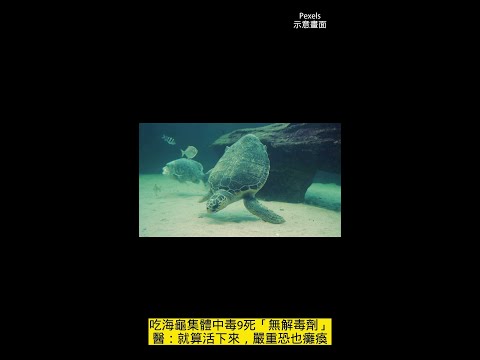 吃海龜集體中毒9死「無解毒劑」　醫：就算活下來，嚴重恐也癱瘓  #Shorts