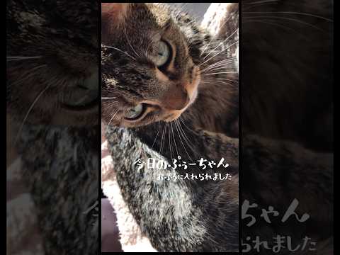 【お風呂に入れられた猫】毛繕いで忙しい