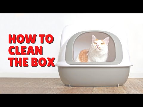 Cleaning The Litter Box | Two Crazy Cat Ladies