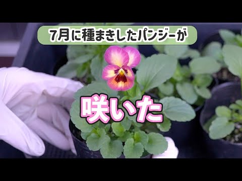 7月に種まきしたパンジーが1輪咲きました