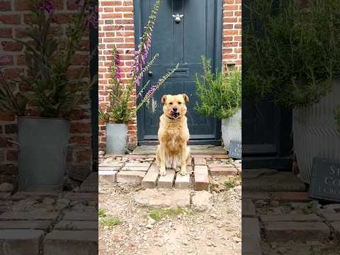 Faithful friend; waiting on the doorstep for everyone to return home & patiently waiting for dinner