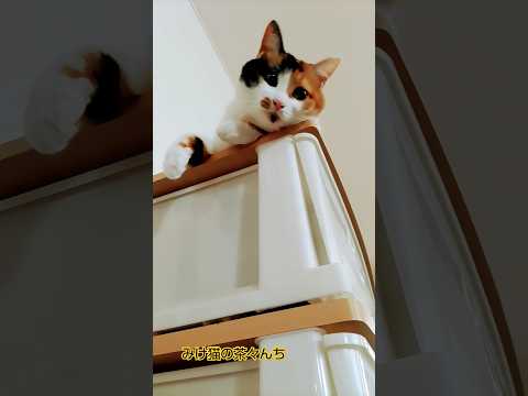 チェストの上から猫　#cutecat #三毛猫#猫のいる暮らし #cat