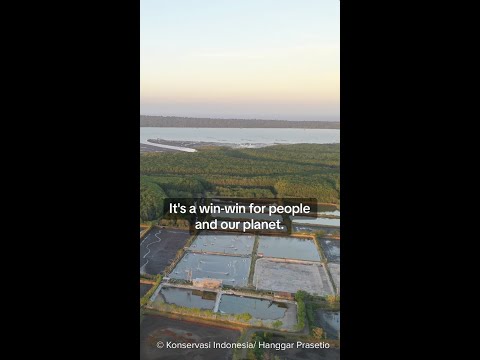 Can shrimp farming restore mangroves?