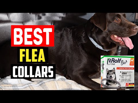 Top 5 Best Flea Collars for Dogs Reviewed in 2023