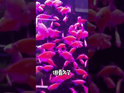 療癒的魚兒水中游，游來游去游成__😄#funny #fish #fantasy